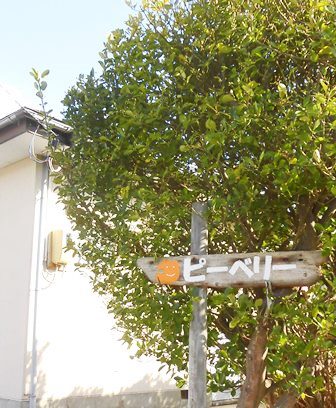 �s�[�x���[������ʐ^